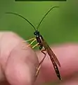 Seitenansicht ♂