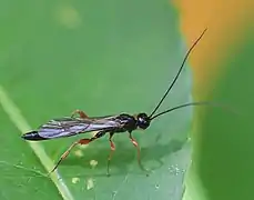 Odontocolon dentipes ♂