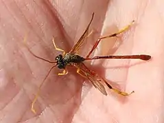 ♂ Dorsalansicht