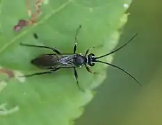 cf. Virgichneumon dumeticola ♂