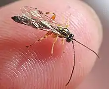 Apechthis rufata ♂