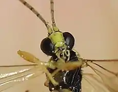 Apechthis rufata ♂