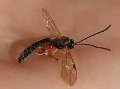 Apechthis rufata ♂