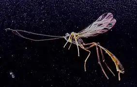 ♀ Seitenansicht