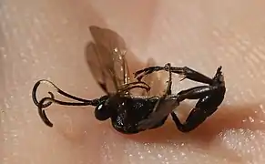 Virgichneumon dumeticola ♀