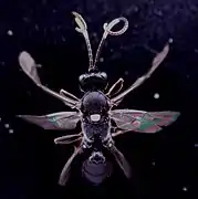 Virgichneumon dumeticola ♀