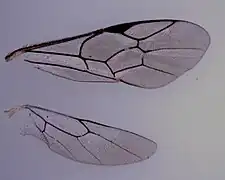 Flügel von Exochus sp.