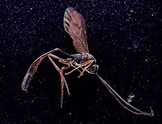 ♂ Seitenansicht