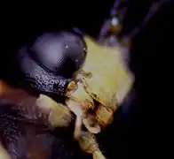 ♂ Frons