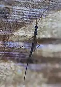 ♀