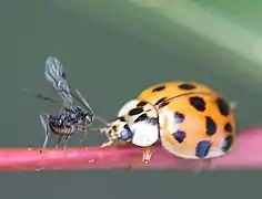 Eiablage an einem Asiatischen Marienkäfer