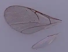 Flügel von Cinetus sp.