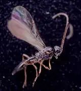 Cinetus sp.