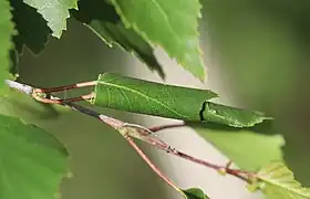 Blattwickel an Hängebirke