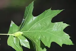 Galle der geschlechtlichen Generation
