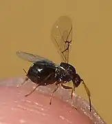 ♀ der geschlechtlichen Generation