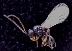 ♂