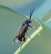 Weibchen bei der Eiablage