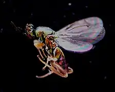 ♂