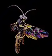 ♂