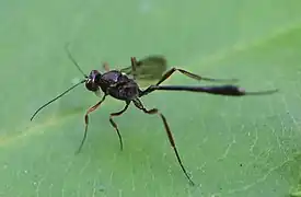 Weibchen