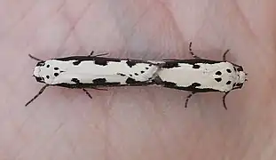 Kopula