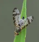 ♀ an Kanadischer Goldrute