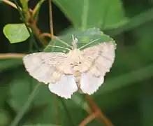 Weibchen