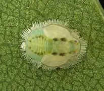 Nymphe