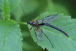 ♂