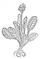 Kapitel 213. Herba paralisis – slusselblomen