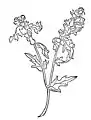 Kapitel 217. Jusquiamus – bilsensamen Hyoscyamus niger / Hyoscyamus albus