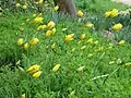Wildtulpen im April