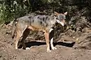 2017 Wolf