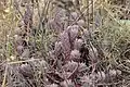Fetthenne (Sedum)