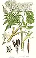 Illustration aus Bilder ur Nordens Flora