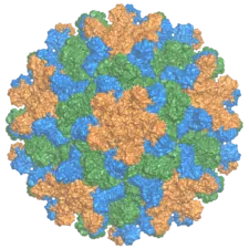 Kapsid des Tomato-bushy-stunt-Virus, Gattung Tombusvirus