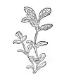 Kapitel 300. Polegium –  poley