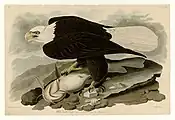 Weißkopfseeadler aus The Birds of America
