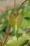 junges Blatt