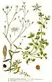 Illustration aus Flora des Nordens