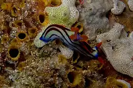 Meeresschnecke