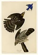 Beispiel für das Abweichen von Gemälde und endgül­ti­gem Druck: Der fliehende Vogel in der oberen rechten Ecke wurde erst vom Gra­veur hinzugefügt, der ihn aus Tafel CXIII (113) ent­nommen hatte.