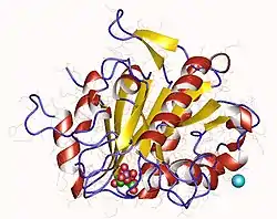 6-Phosphogluconolactonase