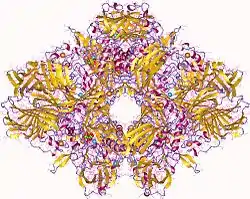 β-Galactosidase