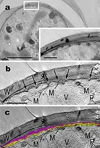 G. geitleri SAG 229-1, vegetative Zelle.(a) Zellperipherie,…_______________M: Mitochondrium;P: Plastid (Cyanelle);V: Vakuole; W: Zellwand.