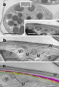 G. nostochinearum SAG 16.98, vegetative Zelle.…(b,c) Ausschnittsvergößerung_______________Balken: 5 µm in (a),1 µm in (a:Inlet, b, c)
