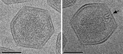 Kryo-EM-Aufnahme von reifen SGIV-Virionen mit asymmetrischem haarnadel­förmigen Komplex auf der einen Seite (schwarzer Pfeil). Für die Sicht­barkeit ist eine in geeignete Orientierung nötig.
