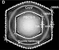 Querschnitt der Kryo-EM-Darstellung des Cafeteriavirus CroV, überlagert mit der des Chlorovirus PBCV-1. CroV hat einen größeren Durchmesser der Virionen (300 nm vs. 180 nm) und seine Kapsidschicht ist dicker (10,5 nm vs. 7,5 nm). Umrechnung 10 Å = 1 nm