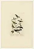 Small-headed Flycatcher